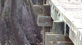 Construction detail 3. Note how close it comes to the tree